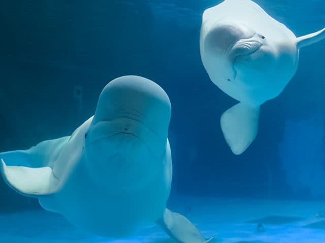 ～泊まれる博物館でナイトミュージアム・水族館バックヤード見学～そらまめ島根大冒険キャンプ
