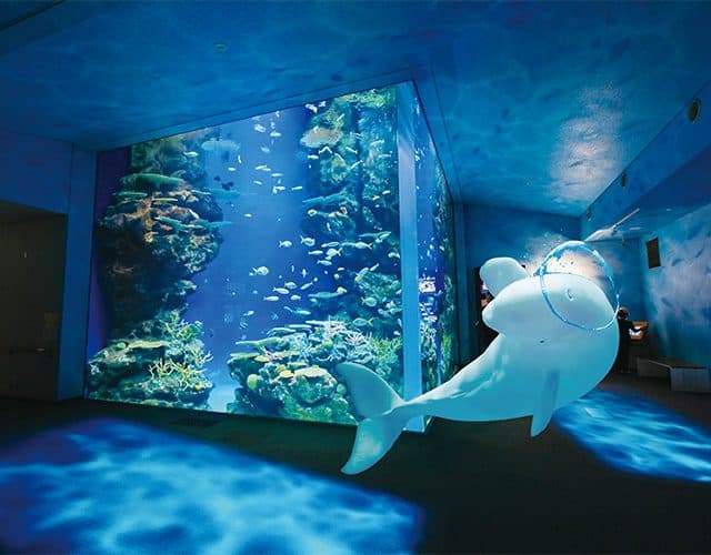 ～泊まれる博物館でナイトミュージアム・水族館バックヤード見学～そらまめ島根大冒険キャンプ