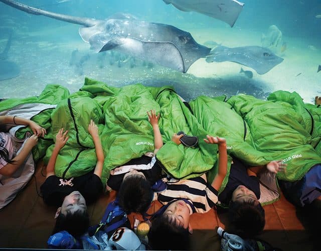☆★夢のお泊まり水族館★☆“島根県立しまね海洋館アクアス”満喫ツアー