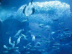 ☆★夢のお泊まり水族館★☆“島根県立しまね海洋館アクアス”満喫ツアー