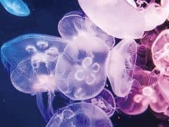 ☆★夢のお泊まり水族館★☆“島根県立しまね海洋館アクアス”満喫ツアー