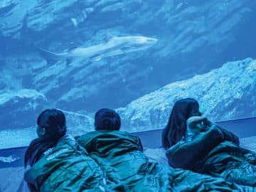 ☆★夢のお泊まり水族館★☆“島根県立しまね海洋館アクアス”満喫ツアー
