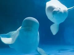 ☆★夢のお泊まり水族館★☆“島根県立しまね海洋館アクアス”満喫ツアー