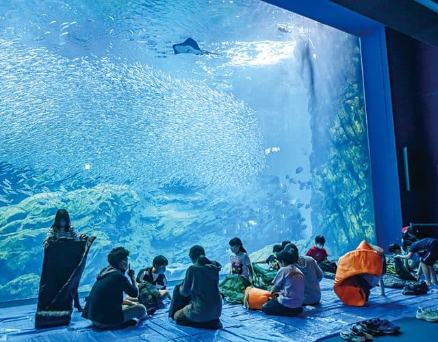 ☆★夢のお泊まり水族館★☆“島根県立しまね海洋館アクアス”満喫ツアー