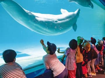 ☆★夢のお泊まり水族館★☆“島根県立しまね海洋館アクアス”満喫ツアー