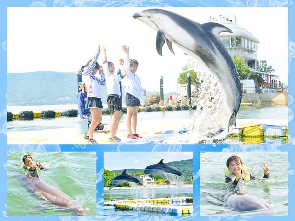 イルカたちと泳ごう♪ドルフィンスイム&トレーナー体験ツアー【関西出発】