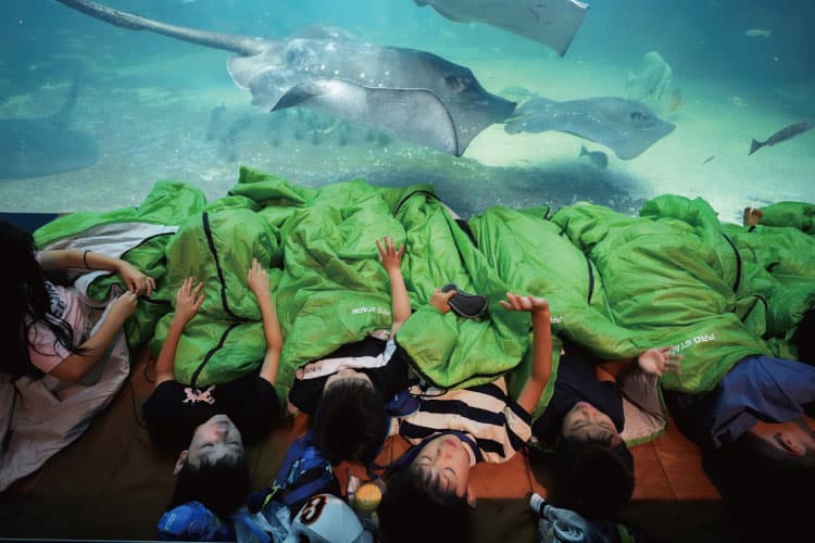 水族館で夢のお泊まり体験＆本格化石発掘に挑戦★福井の生き物探検キャンプ