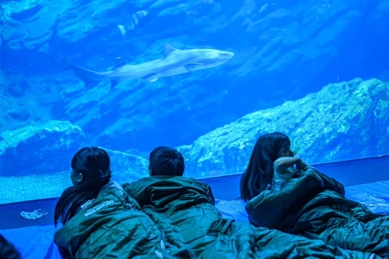 水族館で夢のお泊まり体験＆本格化石発掘に挑戦★福井の生き物探検キャンプ
