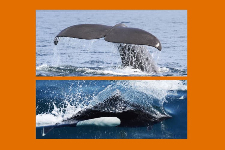 【世界自然遺産】秋の知床半島へ上陸★クジラ探索クルーズ＆ネイチャー冒険ツアー