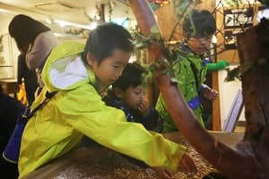 ドルフィン＆サファリ　伊豆プレミアムキャンプ3days　①水族館飼育員さん体験コース【東海出発】