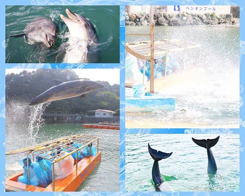 ドルフィン＆サファリ　伊豆プレミアムキャンプ3days　①水族館飼育員さん体験コース【東海出発】