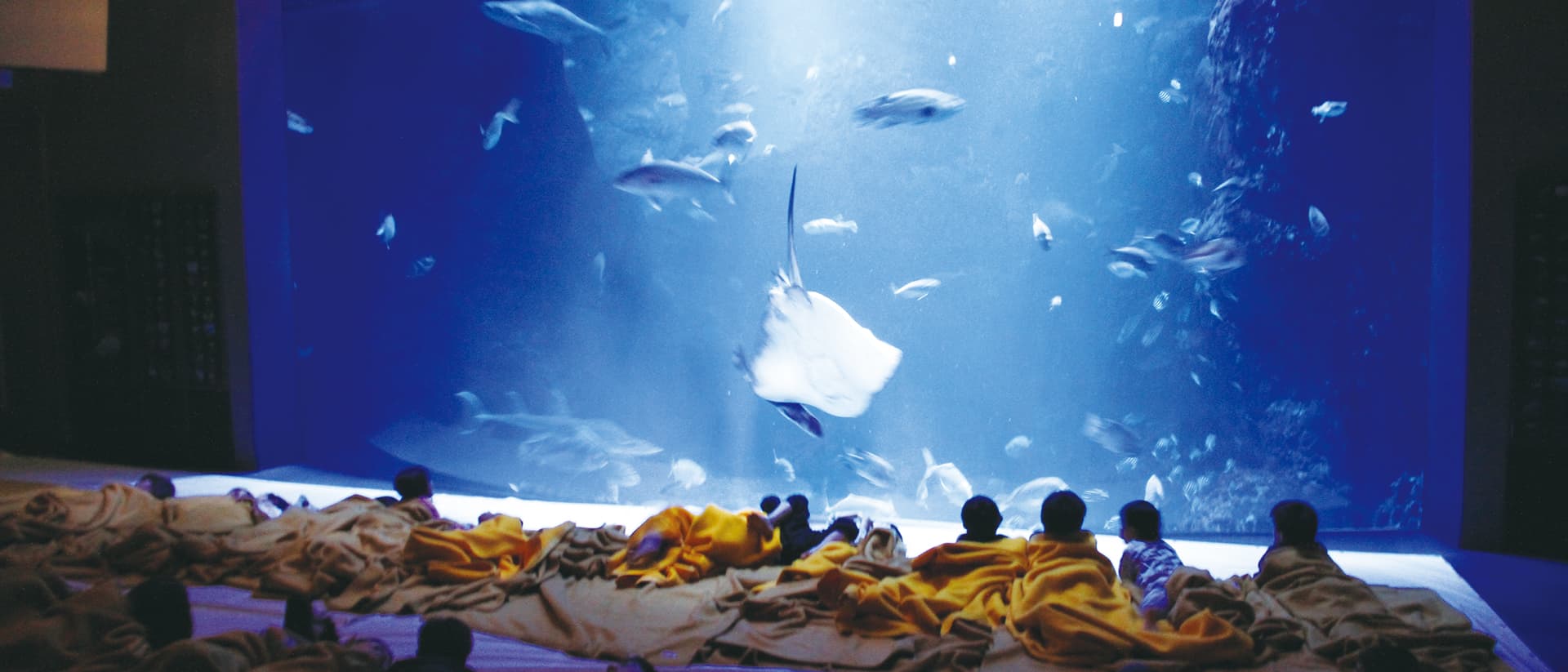 ~夢のお泊り水族館&泊れる博物館でナイトミュージアム~そらまめ島根大冒険キャンプ