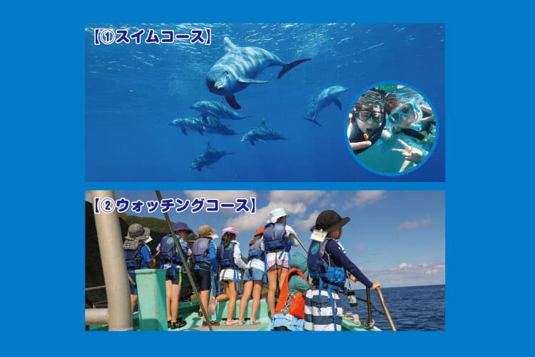 夜行船でイルカに会いに行こう!亜熱帯の楽園・三宅島大冒険キャンプ ①ドルフィンスイムコース ②ドルフィンウォッチングコース