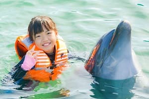 イルカたちと泳ごう♪ドルフィンスイム&トレーナー体験ツアー【関西出発】