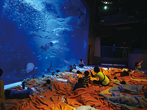 子供の社会科見学｜～夜のお泊り・ナイトツアー・水族館裏側探検～新  