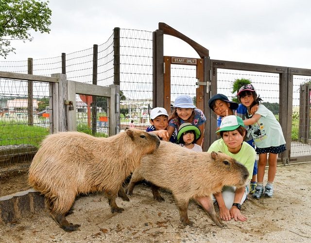自然体験 キミはどっちを選ぶ マザー牧場 満喫ツアー アニマルコース 子供のためのキャンプ 工場見学 自然体験 スキーツアー はそらまめキッズアドベンチャーへ