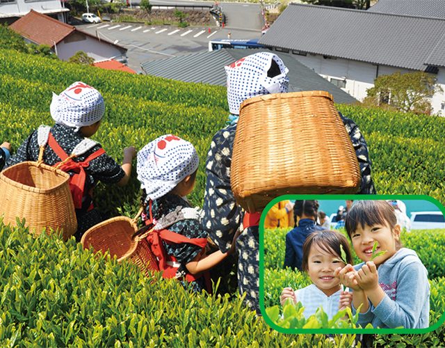 野外体験 香り豊かな新茶の季節 本場静岡で 茶摘み 体験 製茶工場見学ツアー 子供のためのキャンプ 工場見学 自然体験 スキーツアーはそらまめキッズアドベンチャーへ