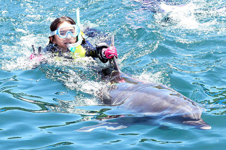 職業体験｜イルカたちと泳ごう♪ドルフィンスイム＆イルカトレーナー