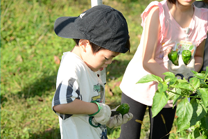野菜収穫