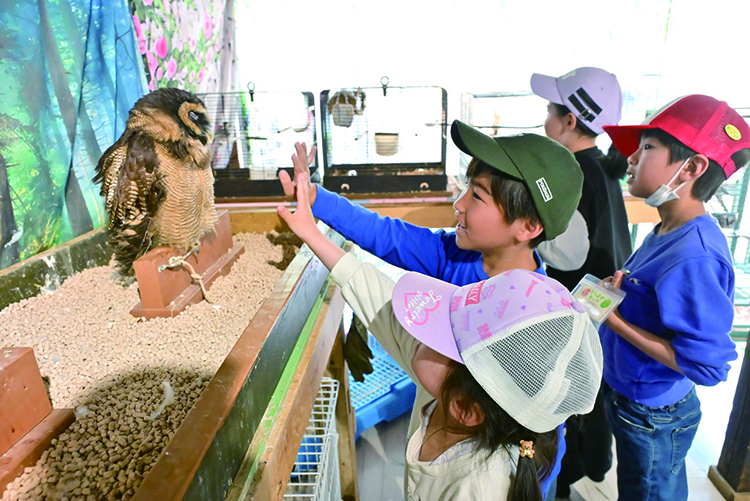 フクロウが目の前に