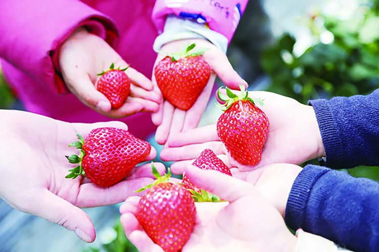 たくさんのいちご