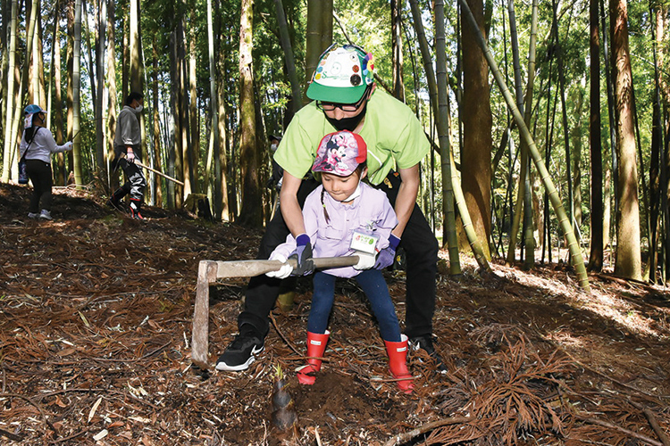 たけのこを掘っている