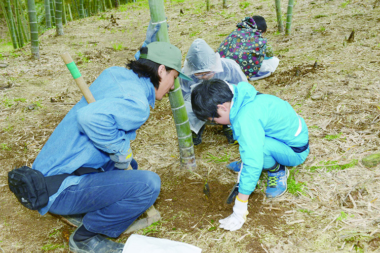 たけのこ掘り