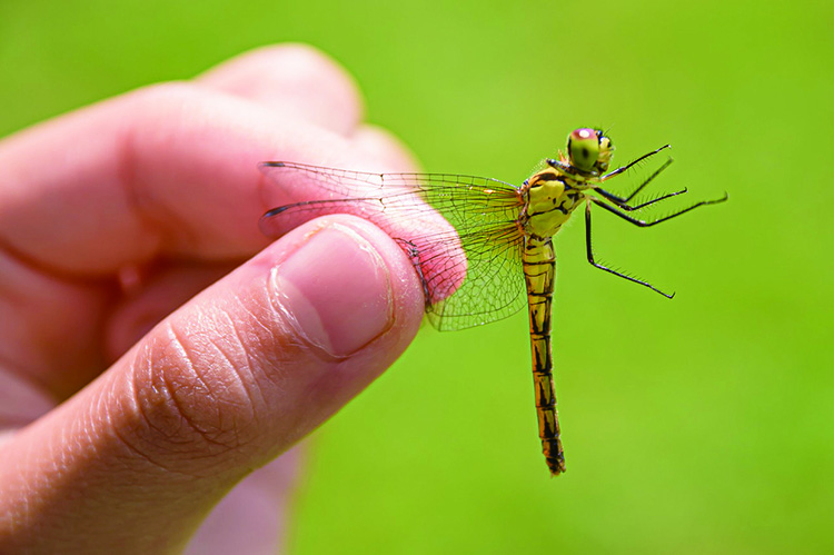 トンボのアップ