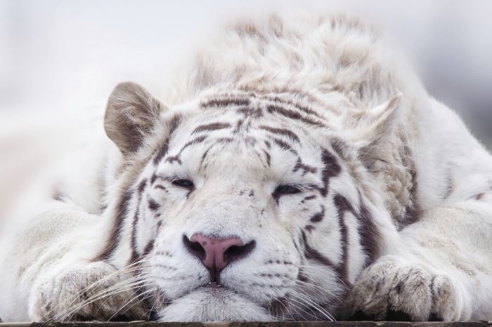 ホワイトタイガー