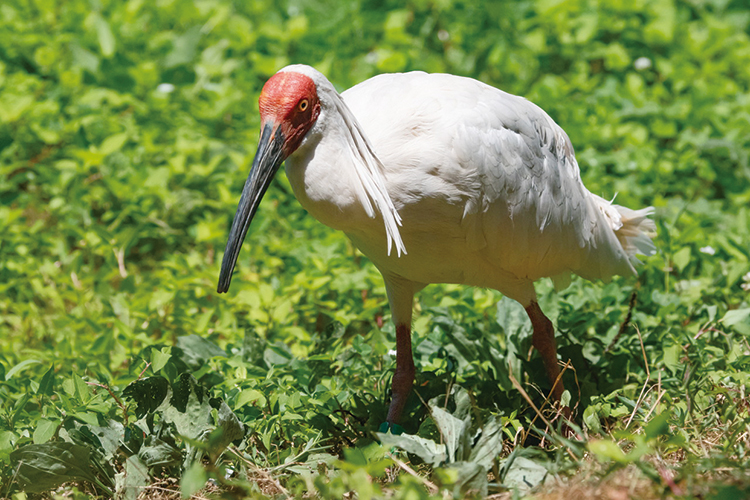 天然記念物トキ