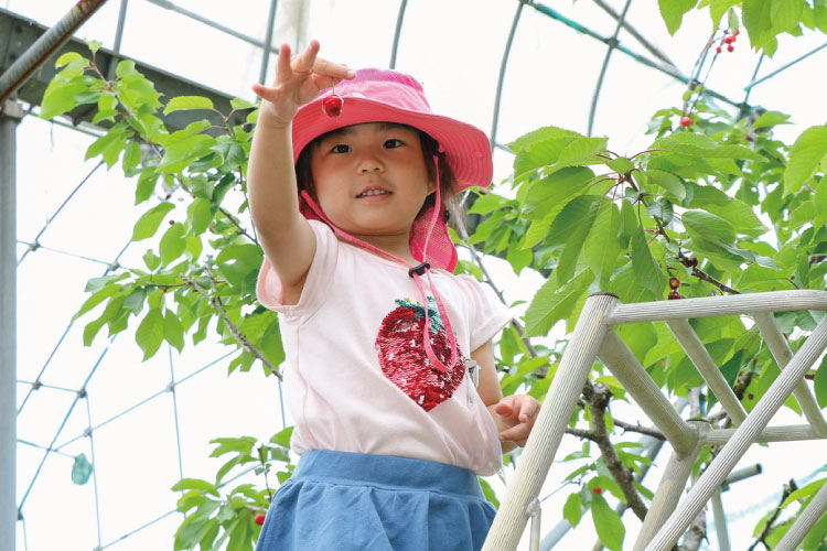 さくらんぼ狩り