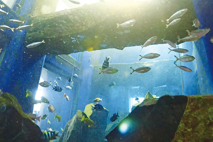 水槽の中にたくさんの魚が泳ぐ