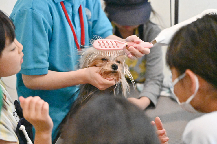犬のトリマー体験