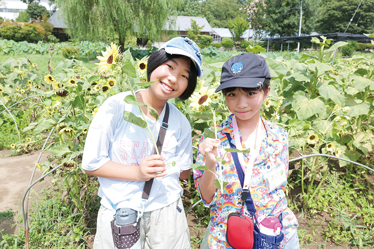 ひまわり1本プレゼント