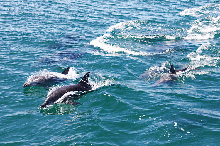 海を泳ぐイルカ