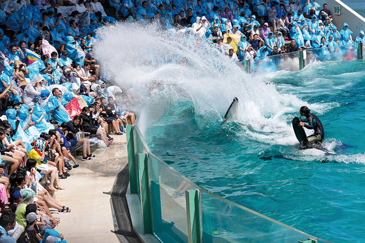 シャチショーで客席がずぶ濡れに