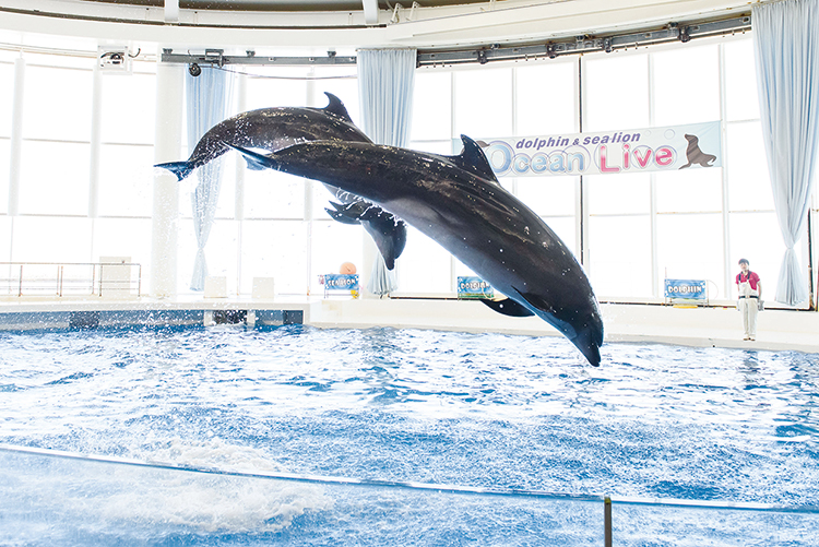 イルカの大ジャンプ