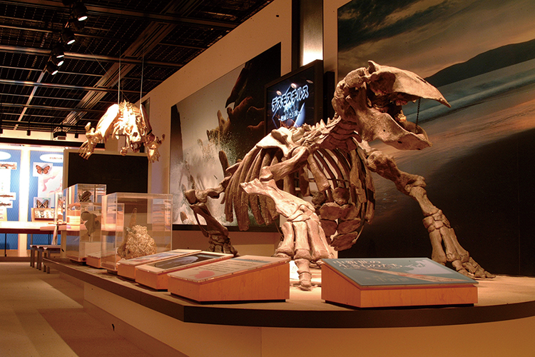 恐竜化石展示