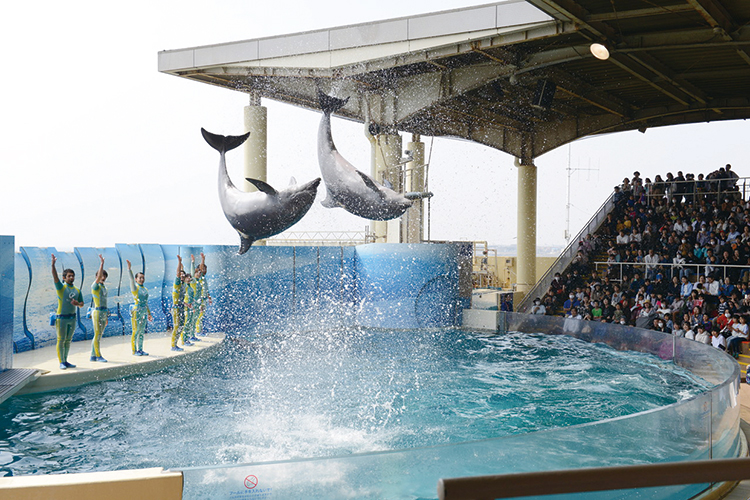 イルカショー
