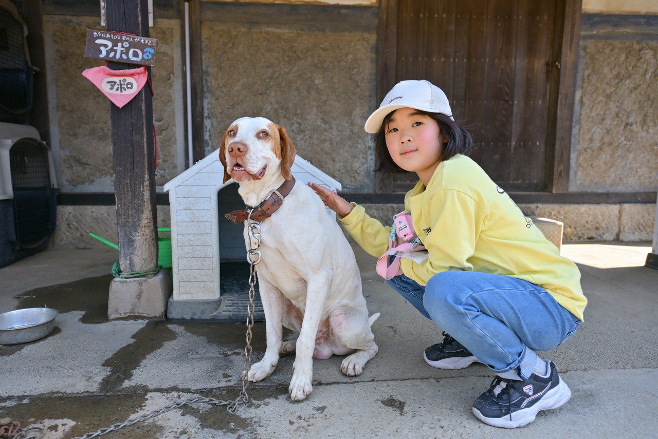 犬を触る