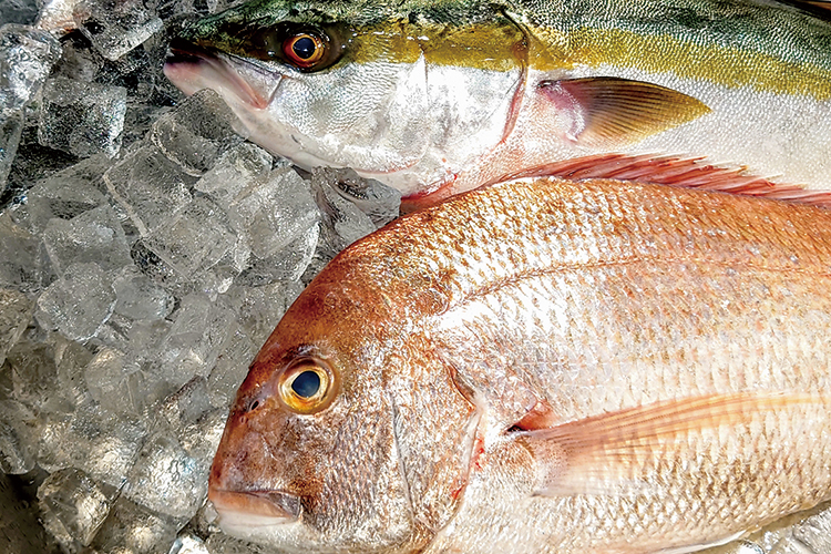 魚