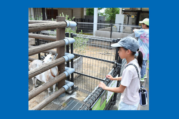 動物ふれあい
