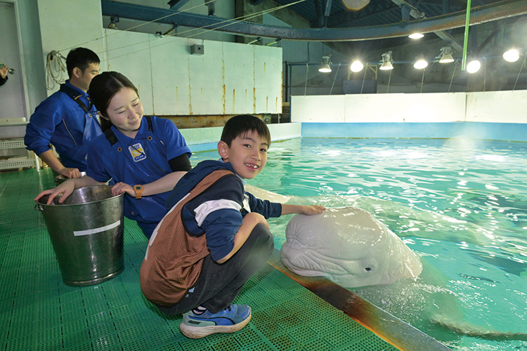 ベルーガにタッチ