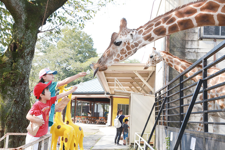 キリンにエサやり