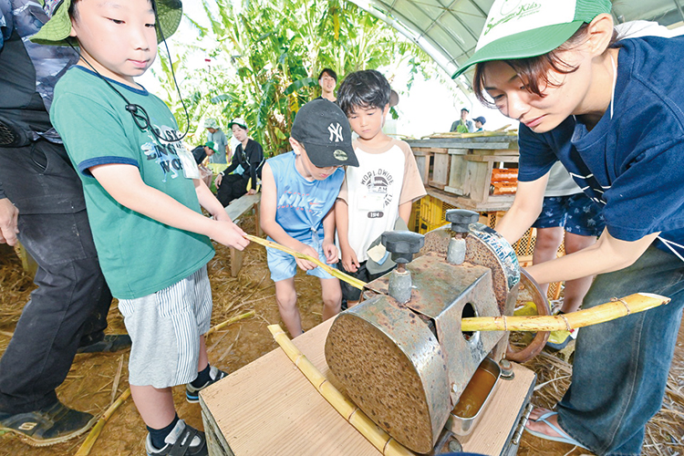 サトウキビ搾り