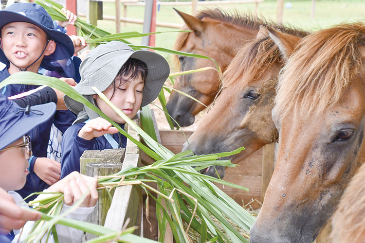 宮古馬にエサやり