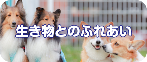 生き物とのふれあい