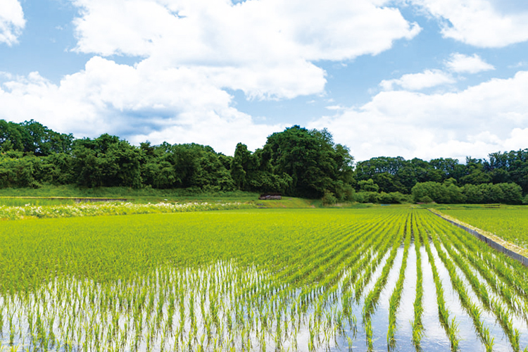 田んぼの風景